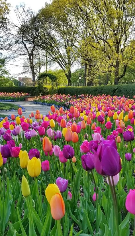 Flower Aesthetic Tulip, Tulip Landscaping, Rocks Garden Ideas, Gardens With Rocks, Tulip Aesthetic, Rocks Garden, Aesthetic Gardening, Gardening Aesthetic, Boquette Flowers