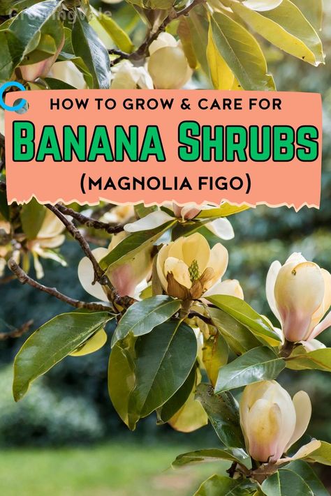 Banana Plant Care Banana Plant Care, Magnolia Bush, Acidic Soil, Banana Trees, Florida Landscaping, Banana Plants, Banana Tree, Magnolia Trees, Evergreen Shrubs