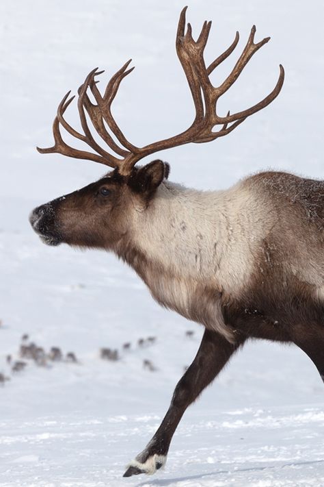 Reindeer Drawing, Water Deer, Male Deer, Fallow Deer, Deer Family, Animal Study, Reindeer Antlers, Travel More, Winter Animals