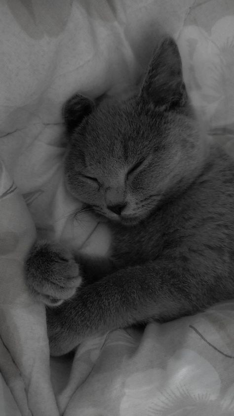 Cat Grey Aesthetic, Gray Cat Wallpaper, Grey Cat Aesthetic, Gray Wallpaper Aesthetic, Gray Aesthetic Wallpaper, Grey Cat Wallpaper, Dark Grey Cat, Grey Cat Breeds, Grey Animals