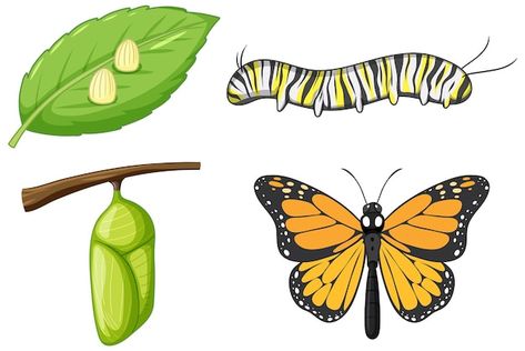 Life Cycle Drawing, Monarch Butterfly Life Cycle, Butterfly Life Cycle Activity, Butterfly Life Cycle Craft, Cycle Drawing, Butterfly Metamorphosis, Life Cycle Craft, Teach English To Kids, Life Cycles Activities