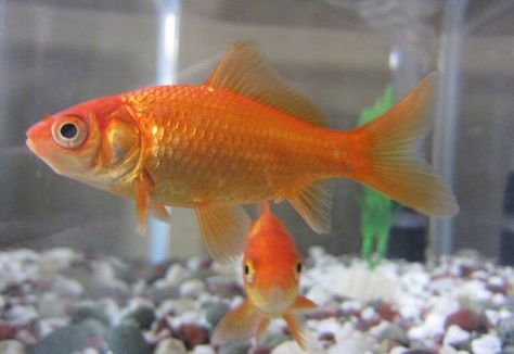 17.5. Goldfish Goldfish Species, Best Fish For Aquaponics, Common Goldfish, Comet Goldfish, Goldfish Types, Fantail Goldfish, Aquaponics Greenhouse, Aquaponics Fish, Aquaponics Diy