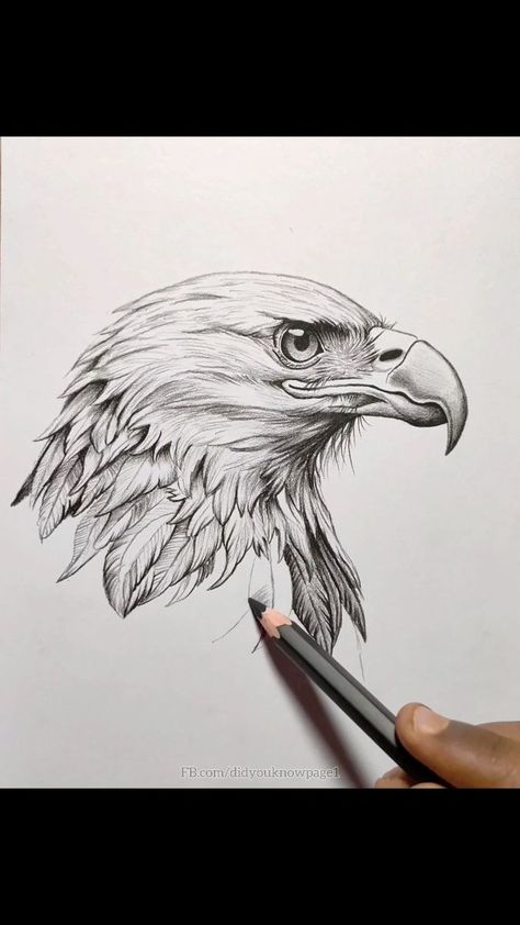 37K views · 156 reactions | How to Draw a Eagle like a Pro #drawingskills #sketching #art #fbreels | Did you know? | Trout Recording · Back To Black And White Eagle Drawing Sketches, Eagle Art Draw, Burnt Hats, Eagle Sketch, White Tailed Eagle, Eagle Drawing, Eagle Images, Sketches Ideas, Gcse Art Sketchbook