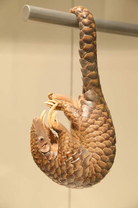 Pangolin by Moolkum Pangolin Photography, Interesting Animals, Animal Activities, Unusual Animals, Rare Animals, Pretty Animals, Endangered Animals, Silly Animals, Cute Wild Animals