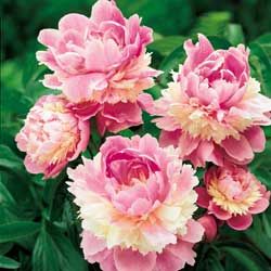 Isn't this the most gorgeous peony ever!!! I guess I don't have to say that this is NOT the one I planted today. Soon. The root I planted ha... Sorbet Peony, Peony Bulbs, Spring Hill Nursery, Peonies Season, Planting Peonies, Paeonia Lactiflora, Zone 7, Sun Perennials, Peonies Garden