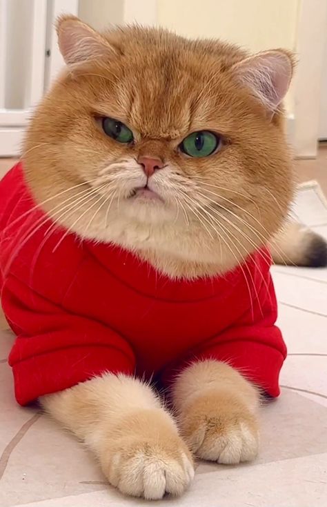 Grumpy cat pictures / grumpy cat pics / fun cat pictures / funny cat pictures / grumpy face cat Grumpy Cat Breed, Grumpy Cat Images, Cat Pictures Funny, Flat Faced Cat, Cat Expressions, Grumpy Face, Cute Cat Face, Cat Faces, Cat Wedding