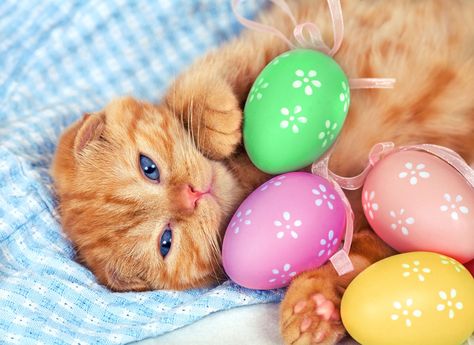 Just kittens for Easter. Cat Easter, Cat Egg, Easter Cats, Kitten Wallpaper, Diamond Pen, Easter Eggs Diy, Easter Photos, Creative Activities, Cat Pin