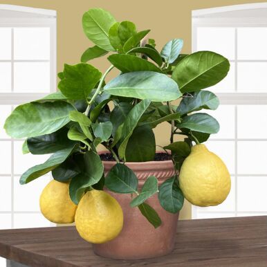 Fruiting Container Plants for Sale Online at Logee's Kumquat Tree, Meyer Lemon Tree, Citrus Plant, Acid Loving Plants, Low Light Plants, Citrus Trees, Plants For Sale, Lemon Tree, Edible Plants