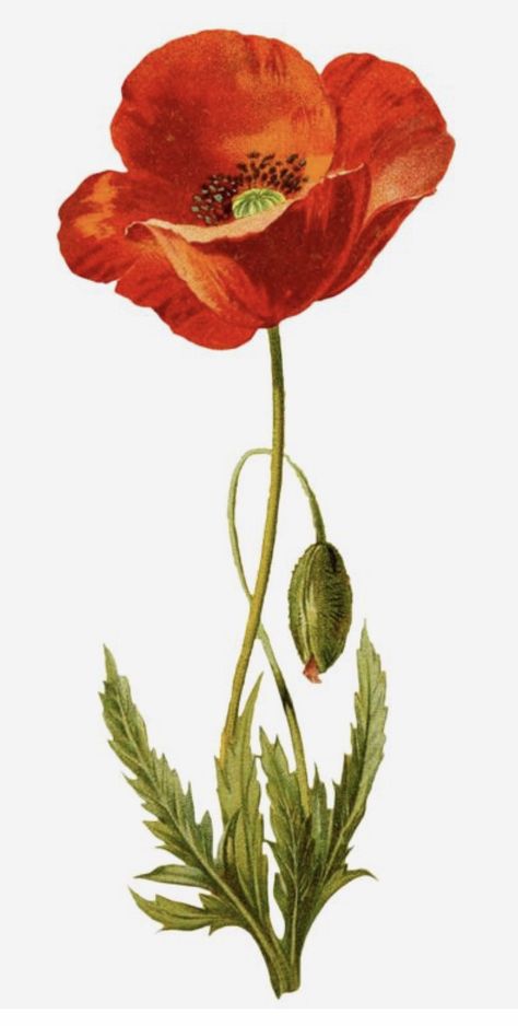 Ako Kresliť, Poppies Tattoo, Poppy Art, Poppy Painting, Have Inspiration, Pola Sulam, Watercolor Flower Art, Watercolor Flowers Paintings, Botanical Drawings