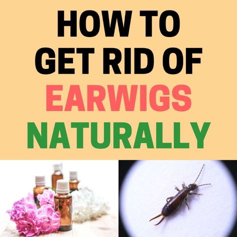 Earwig Killer, Earwigs In House, Getting Rid Of Earwigs, Box Elder Bugs, Essential Oil Bug Repellent, Lilly Plants, Insect Repellent Essential Oils, Repellent Diy, Diy Bug Repellent