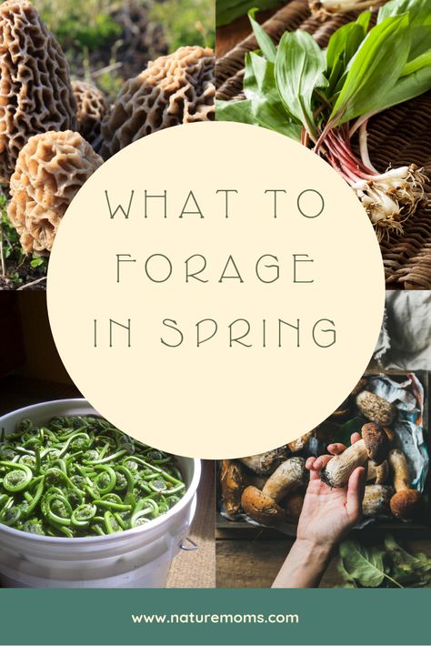 Food Foraging, Wild Foraging, Wild Food Foraging, Foraging Recipes, Edible Wild Plants, Foraged Food, Living Off The Land, Wild Edibles, Survival Food