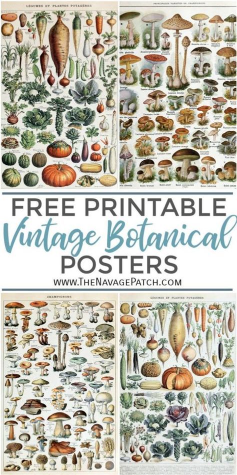 Free Printable Vintage Botanical Prints TheNavagePatch.com  if you don’t have a large format printer like Canon i8720 Printer (prints up to 13×19 inches) and are wondering the best place to get these printables printed bigger than 8×12, we recommend trying Staples in your area or Amazon print shop. Both stores offer custom-sized prints on matte or glossy paper and they both cost about the same. Staples also offers Engineering Prints, which are really affordable for large-format prints, but in so Vegetable Drawings, Encyclopedia Illustration, Botanical Prints Free, Vintage Encyclopedia, Illustration Botanique Vintage, Botanical Posters, Vegetable Drawing, Adolphe Millot, Botanisk Illustration