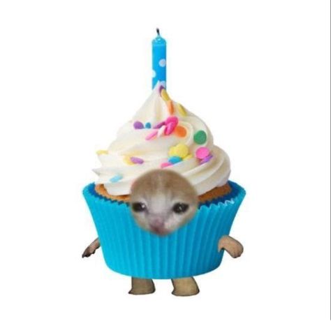 Cursed Happy Birthday Images, Happy Birthday Cursed, Happy Birthday Reaction Pic, Happy Birthday Massage, Silly Happy Birthday, Cupcake Cat, Me Happy Birthday, Birthday Icon, Happy Birthday Meme