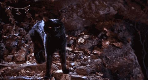 Why didn’t Binx ever contact his parents after becoming a cat? | 19 Questions "Hocus Pocus" Left Unanswered Thackery Binx Hocus Pocus, Hocus Pocus Gif, Orange Halloween Aesthetic, Binx Hocus Pocus, Hocus Pocus Aesthetic, Hocus Pocus Characters, Thackery Binx, Hocus Pocus Movie, Halloween Aesthetic