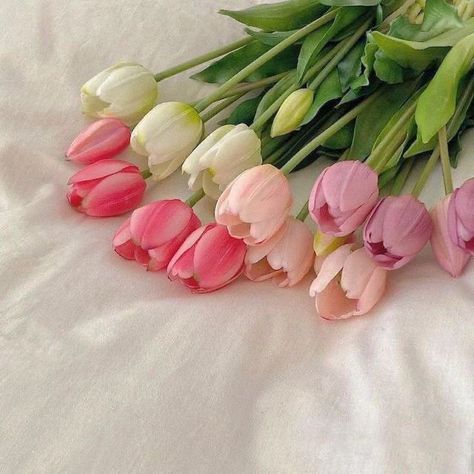 Flowers 🌺 on Twitter: "… " No Rain, White Tulips, Spring Vibes, Flowers Nature, Pastel Aesthetic, Love Flowers, My Flower, Flower Shop, Pretty Flowers