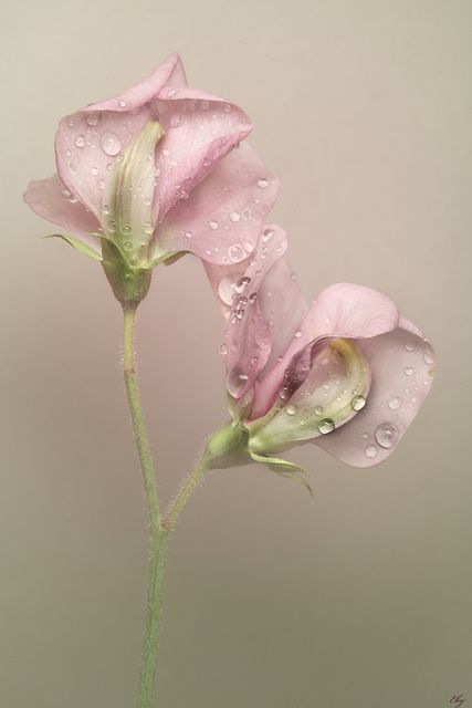 ❀                                                       …                                                                                                                                                                                 More Sweet Pea Flowers, Pea Flower, Sweet Peas, Water Droplets, Delicate Flower, Beautiful Blooms, Sweet Pea, Love Flowers, Flowers Photography