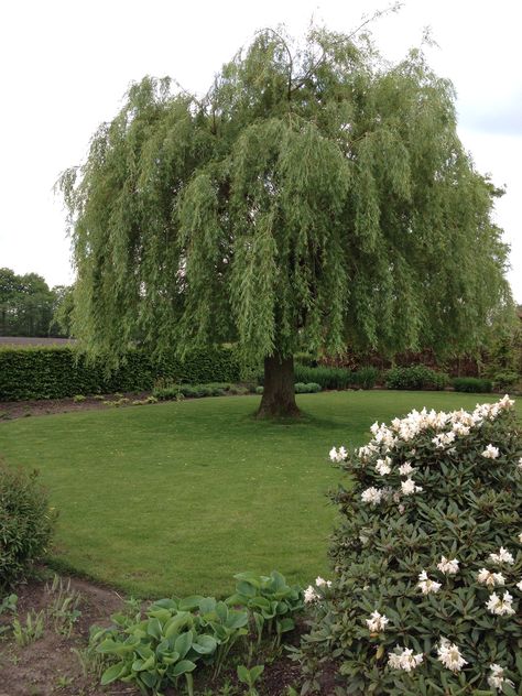 Treurwilg op de Looiweg Willow Trees Garden, Weeping Willow Tree, Pretty Trees, Garden Walkway, Weeping Willow, Dream Cottage, Backyard Garden Design, Yard Work, Willow Tree