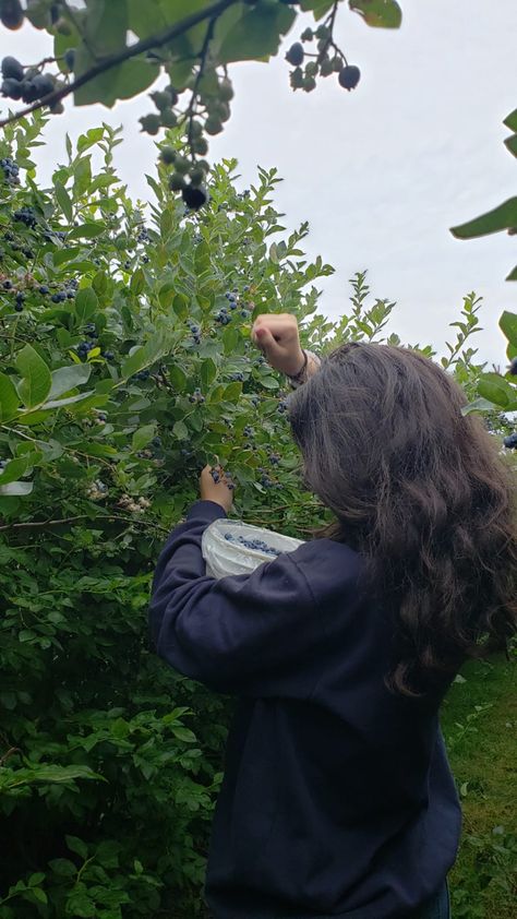 Picking Blueberries Aesthetic, Blueberry Farm Aesthetic, Blueberry Aesthetic Outfit, Blueberry Picking Aesthetic, Blueberry Girl Aesthetic, Blueberry Girl, Blueberry Picking, Blueberry Farm, Fruit Picking