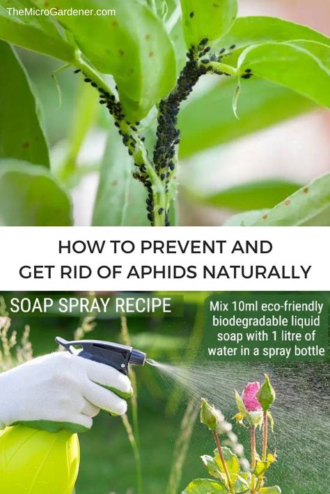 Aphids Natural Pest Management - Learn why aphids are a problem + how to prevent aphids & minimise damage with practical science-backed strategies to get rid of aphids naturally. via @microgardener/ Aphids On Plants, Get Rid Of Aphids, Crop Protection, Aromatic Plant, Pest Management, Strawberry Plants, Healthy Garden, Beneficial Insects, Replant