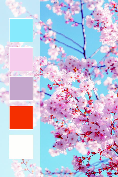 Japanese Cherry Blossom Color Palette, Spring Flowers Color Palette, Flower Pallete Color, Spring Flower Color Palette, Sakura Color Palette, Japanese Colour Palette, Color Palette Japanese, Japan Color Palette, Cherry Blossom Color Palette