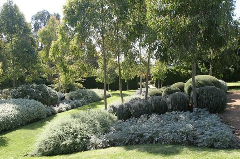 Is it Time to Reconsider Using Australian Natives? Native Garden Design, Acreage Landscaping, Sustainable Garden Design, Australian Garden Design, Australian Native Garden, Dry Garden, Sloped Garden, Australian Garden, Australian Native Plants