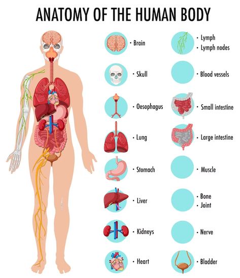 CollectLike Share brgfx 127.69k assets Anatomy of the human body information infographic Related tags body system physiology pancreas bone health bone anatomical heart 29+ Download Free license More info Attribution is required How to attribute? File type: EPS, JPG How to edit? You might also like More from the author See all Sponsored results by Get 10 free Images Show more