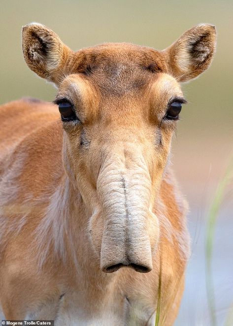 Who nose what this is? Bizarre-looking breed of antelope is spotted by photographer in Russia | Daily Mail Online Saiga Antelope, Bizarre Animals, Tattoo Nature, Unusual Animals, Rare Animals, Endangered Animals, Wildlife Animals, The Nose, Weird Animals