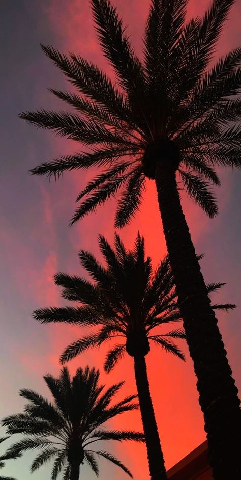 Los Angeles Palm Trees, Los Angeles Wallpaper, Tree Wallpaper Iphone, Palm Trees Wallpaper, Palm Tree Sunset, Iphone Wallpaper Landscape, Cute Summer Wallpapers, Ibiza Spain, Phone Screen Wallpaper