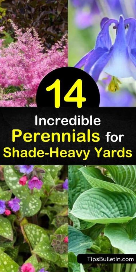 Full Shade Flowers, Shade Perennial Garden, Part Shade Perennials, Best Perennials For Shade, Plants That Love Shade, Part Shade Flowers, Full Shade Plants, Shade Loving Shrubs, Shade Landscaping