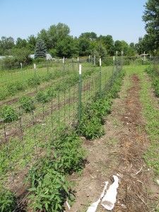 Trellis system for heirloom tomatoes - outside setup Diy Garden Trellis Ideas, Potted Tomato Plants, Panel Trellis, Vegetable Trellis, Garden Trellis Ideas, Growing Tomato, Tomato Varieties, Garden Books, Trellis System