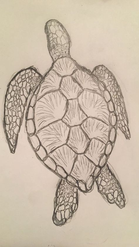 Art Sketches Turtle, Simple Colored Drawings, Sea Turtle Sketch Simple, Drawing Sea Turtles, How To Draw Sea Turtle, Turtles To Draw, Turtle Sketch Pencil Drawings, How To Draw A Sea Turtle, Sea Animals To Draw