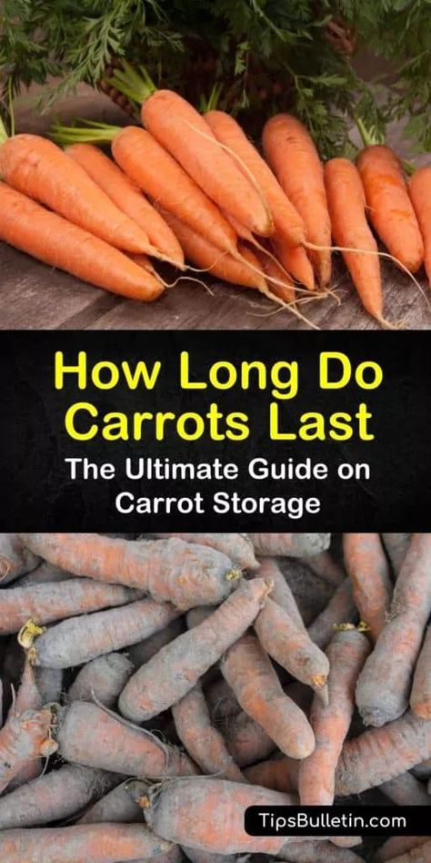 Carrot Storage, How To Store Carrots, Canned Carrots, Homesteading Tips, Yummy Veggies, Fresh Carrots, Raw Carrots, Grow Vegetables, Backyard Gardening