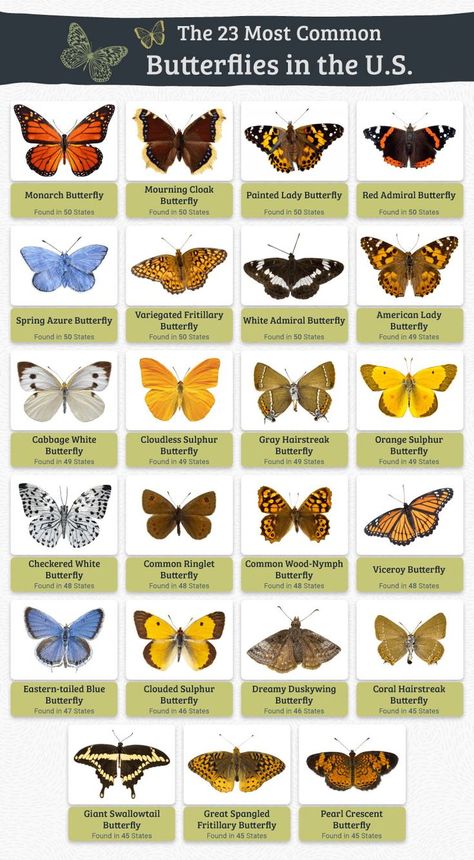 Michigan Butterflies, Type Of Butterflies, Butterfly Types, Butterfly Identification, Butterfly Meaning, Butterfly Garden Plants, Butterfly Inspiration, Types Of Butterflies, Butterfly Species