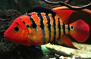 South American Cichlid Tank, Cichlid Fish Tank Ideas, Cichlid Aquarium Ideas Tanks, Cichlid Tank Ideas, Flame Angelfish, Cichlid Tank, American Cichlid, South American Cichlids, Cichlid Aquarium