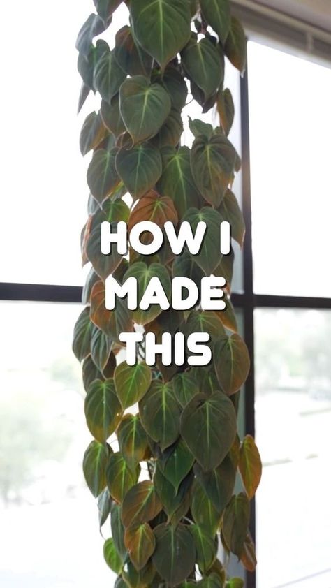 Moss Pole Plants, How To Make A Moss Pole, Diy Moss Pole, Philodendron Micans, Types Of Moss, Growing Moss, Heart Leaf Philodendron, Moss Pole, Philodendron Plant