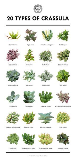 20 popular types of Crassula.   Use code LOVEPLANTS for 10% off first order   #crassula #succulentid #succulentidentification #succulentgenus #id #identification #genus #plantid #plantidentification #houseplants #gardening #groundcover #minigarden #windowsillgarden #succulents Succulent Printable, Different Types Of Succulents, Succulent Names, Tanaman Sukulen, Types Of Succulents Plants, Kaktus Dan Sukulen, Windowsill Garden, Succulent Garden Diy, Succulent Art