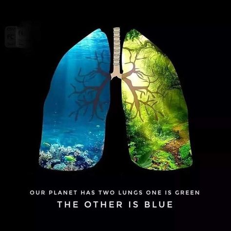 Robb Edwards 🌱 on Twitter: "Our Planet has two Lungs, one is Blue the other is Green… " Environmental Awareness, Carbon Dioxide, Save Earth, Lungs, Planet Earth, Our Planet, Mother Earth, The Words, Natural World