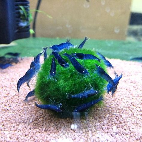 blue tiger shrimp Tiger Shrimp, Marimo Moss, Marimo Moss Ball, Moss Ball, Aquarium Tank, Green Algae, Blue Tiger, Blue Fish, Fish