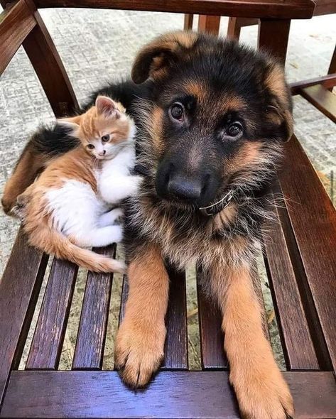 German shepherd kingdom | Great photography.👌👌 | Facebook King Shepherd, Names Male, Female German Shepherd, Puppy Fever, Cute Names For Dogs, German Shepherd Gifts, Malinois Dog, Cute Dog Photos, Dog Brain