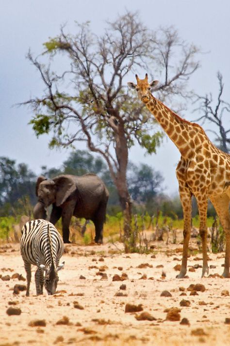 Safari In Africa, Africa Adventure, Elephant Ride, Elephant Sanctuary, Southern Africa, Zimbabwe, Giraffes, Africa Travel, Sand Dunes