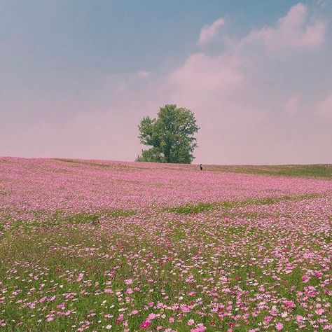 @mignonettetakespictures on Instagram: “Soft 🤍👒🍬” Woodland Dress, Crawdads Sing, Pretty View, Pretty Landscapes, Spring Aesthetic, Open Spaces, Nature Aesthetic, Flower Field, Pretty Places