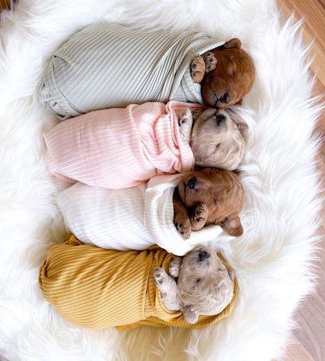 New Born Puppies Photos, Puppy For Sale Picture Ideas, 3 Week Old Puppy Photoshoot, Puppy Picture Ideas To Sell, Newborn Puppy Photoshoot Ideas, Birth Goals, Puppies Photoshoot, Puppy Photoshoot Ideas, Puppy Photoshoot