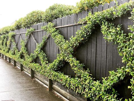 HEDGE Garden Design & Nursery on Instagram: “Spotted in Auckland ~ Chinese Star Jasmine trained on trellis” Trellis Ideas Garden, Outdoor Trellis Ideas, Hedge Garden Design, Back Garden Landscaping, Hedge Garden, Trellis Wall, Beach House Garden, Garden Trellis Ideas, Chinese Star