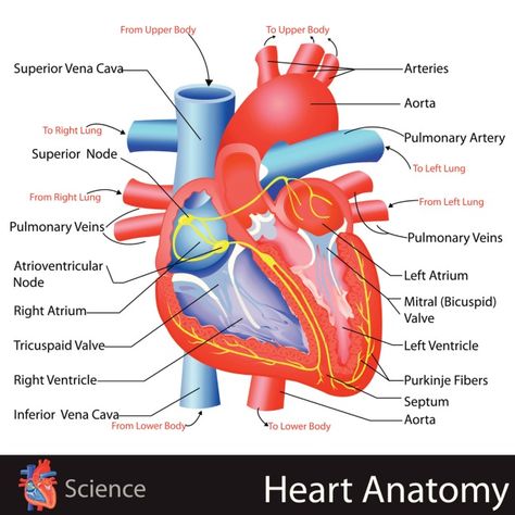 Learn About the Heart {Simple Anatomy Craft} Human Heart Anatomy, Heart Diagram, Anatomy Lessons, Basic Anatomy And Physiology, Nurse Study Notes, The Human Heart, Parts Of The Heart, Heart Anatomy, Human Body Anatomy