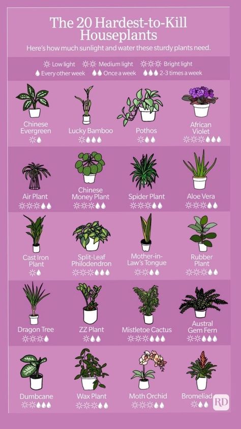 The 20 Hardest to Kill Houseplants Poster High quality resin-coated photo base paper. Satin photo finish, maximum color gamut, dmax, and image resolution Chinese Plants Houseplant, Plant Lights Indoor Setup, Low Light Plants Indoor, Best Outdoor Plants, Houseplants Aesthetic, Unique House Plants, Plants For Living Room, Plants In Bedroom, Inside House Plants