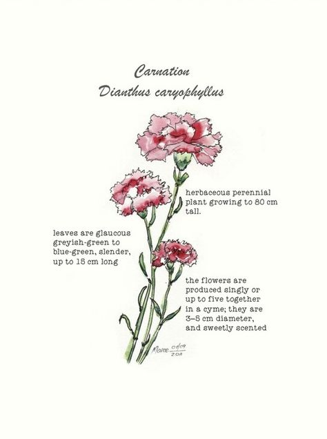 Carnations You Had Thought Were Roses, Dianthus Illustration, Carnation Quotes, Dianthus Tattoo, Carnations Growing, Carnations Aesthetic, Carnation Dianthus, Carnation Flower Meaning, Carnation Illustration