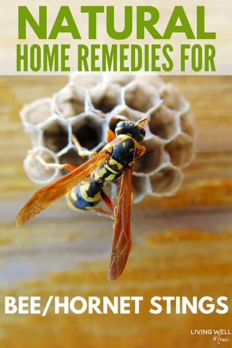 Natural home remedies for relieving pain and swelling from bee stings or wasps or hornets too quickly and effectively. #naturalremedy #summer #kids #homeremedies #essentialoils #natural Bee Sting Swelling, Wasp Sting Remedy, Hornet Sting, Remedies For Bee Stings, Wasp Stings, Reduce Swelling, Bee Sting, Home Solutions, Friend Bff