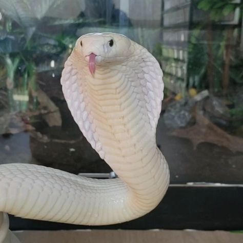 Melanistic Animals, King Cobra Snake, Rare Albino Animals, Snake Rings, Pretty Snakes, Boots Dresses, Robot Animal, Albino Animals, Cobra Snake