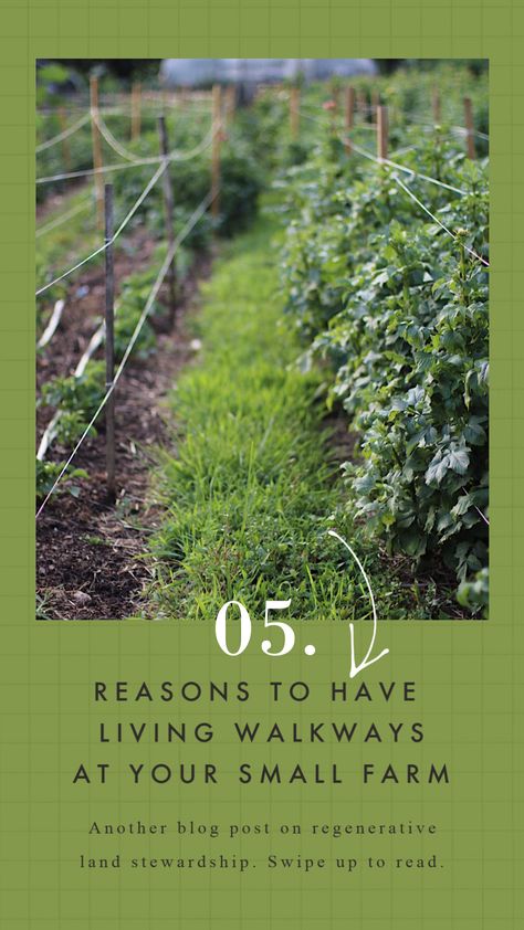 Dry Land Farming, Roots And Refuge Farm Garden, Regenerative Gardening At Home, Regenerative Farming Backyard, Regenerative Farming Design, Small Acreage Farm, Farmette Small Farm, Farm Garden Ideas Landscaping, Farm Gardens Country