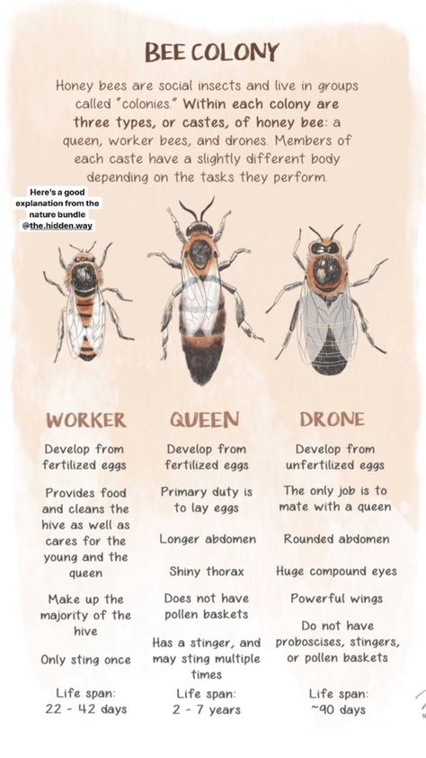 Bee Information, Diy Beekeeping, Types Of Honey Bees, How To Start Beekeeping, Backyard Bees, Honey Bee Farming, Types Of Bellies, Honey Bee Facts, Honey Bees Keeping